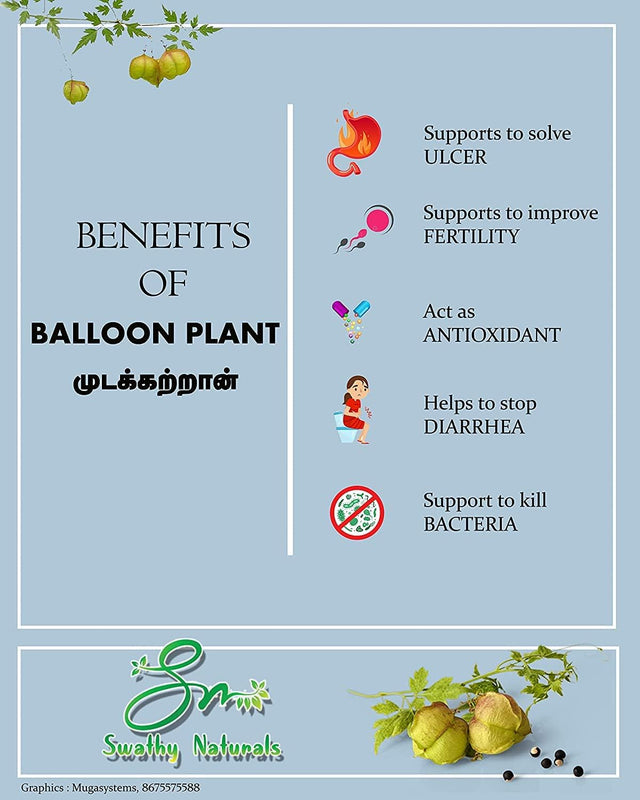 SWATHY Naturals : Mudakathan Powder 50G/முடக்கத்தான்/Balloon Plant/Cardiospermum Halicacabum/Mudakathan