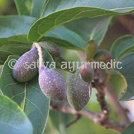 SATVA Harad Powder - 100% Terminalia Chebula Fruits-(100 Gm)