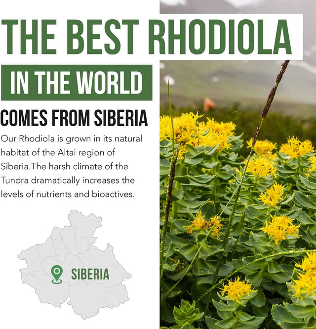 Siberian Rhodiola: Max Strength Rhodiola Rosea - 5% Rosavins, 2% Salidroside - Bioperine Absorption Enhancement, Grown in Siberia, DNA Verified - Reduce Stress, Enhance Energy & Cognition (60 Count)