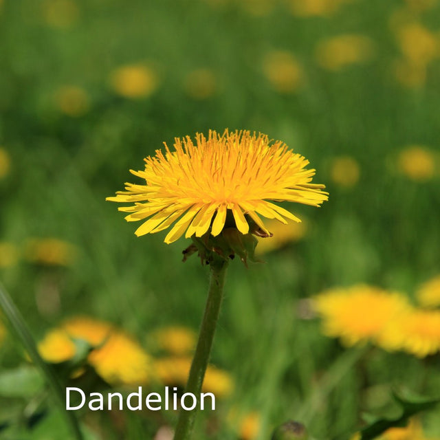 Americanplus Liver Cleanse: Milk Thistle, Dandelion, NAC - 60 Caps