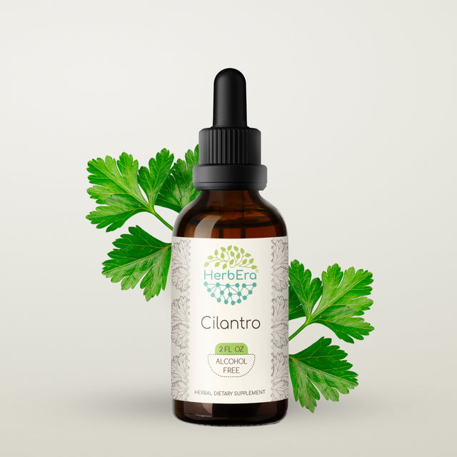 Cilantro Alcohol-Free Herbal Extract Tincture, Super-Concentrated Organic Cilantro (Coriandrum Sativum) Dried Leaf 2 Oz