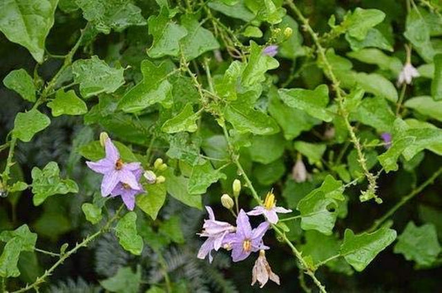 SAARA : Thuthuvalai Powder (Solanum Trilobatum),100Grams