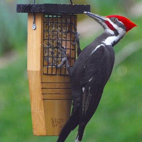 'Nature'S Way Cedar Suet Tail Prop Bird Feeder 1 Cake, Brown