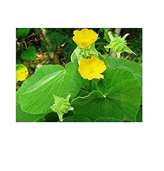 Way4Organic Pure Thuththi Leaf Powder | Atibala Powder | Abutilon Indicum Leaf Powder- 100G Pack of 2