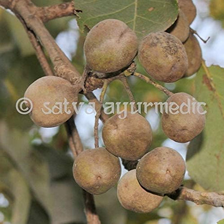 SATVA Baheda Powder - 100% Terminalia Bellirica Fruits-(100 Gm)