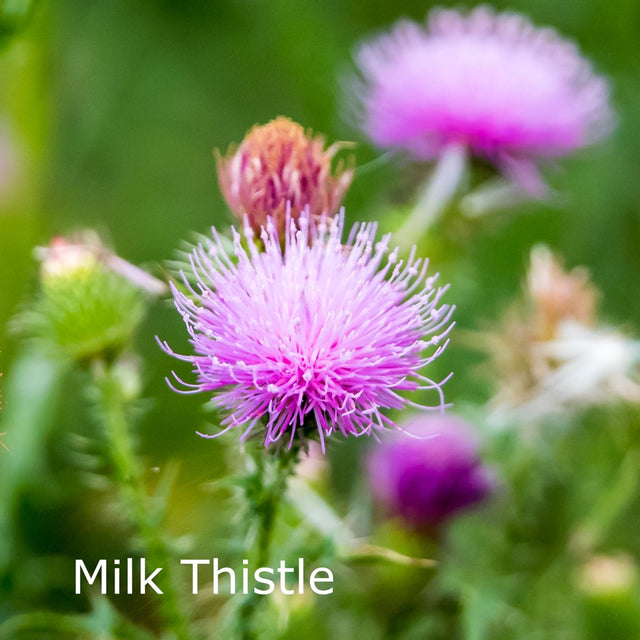 Americanplus Liver Cleanse: Milk Thistle, Dandelion, NAC - 60 Caps