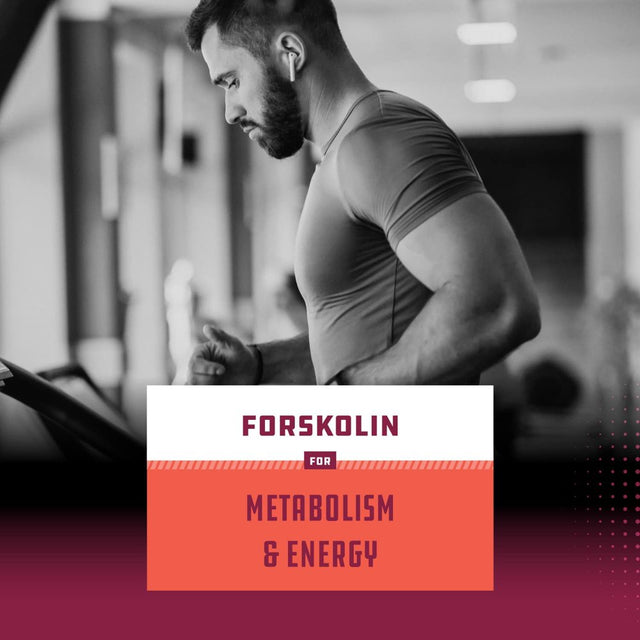 100% Forskolin Supplement - Pure Forskolin Extract Supplement with Potent Coleus Forskohlii 500 Mg per Serving for Enhanced Energy for Adults - Plant-Based Energy Supplements for Women and Men