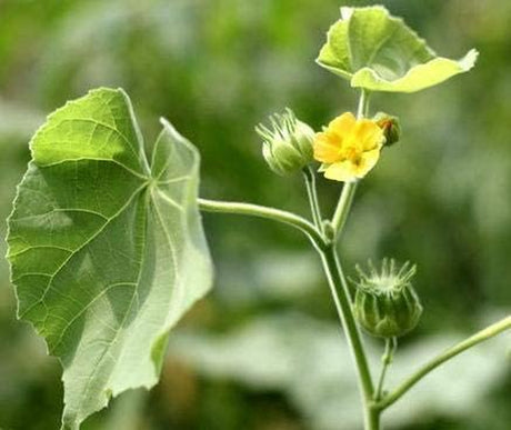 SKM Atibala Leaf Powder (Abutilon Indicum) Kangi Powder Indian Mallow (200 Gm)