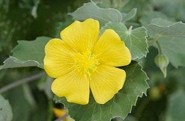 SKM Atibala Leaf Powder (Abutilon Indicum) Kangi Powder Indian Mallow (200 Gm)