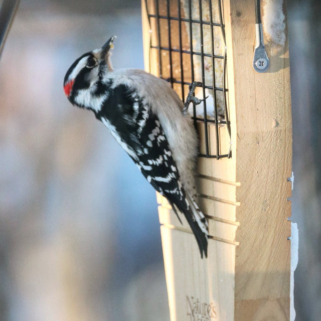 'Nature'S Way Cedar Suet Tail Prop Bird Feeder 1 Cake, Brown