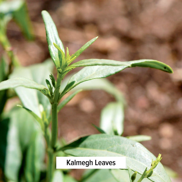 Banyan Botanicals Organic Kalmegh Powder - Andrographis Paniculata - 1/2 Lb - Bitter Herb for Immune Health and Respiratory Support*- Non-Gmo Sustainably Sourced No Additives or Fillers Vegan