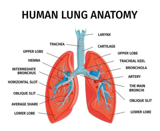 Herbal Lung Health Essence Dendrobium and Mullein Extract Herbal Drops