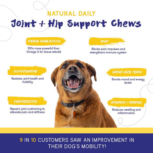 Pupgrade Joint Support Supplement for Dogs - Natural Glucosamine Chondroitin & MSM Soft Chews for Hip and Joint Pain Relief - Recommended for Hip Dysplasia, Arthritis & Joint Disease