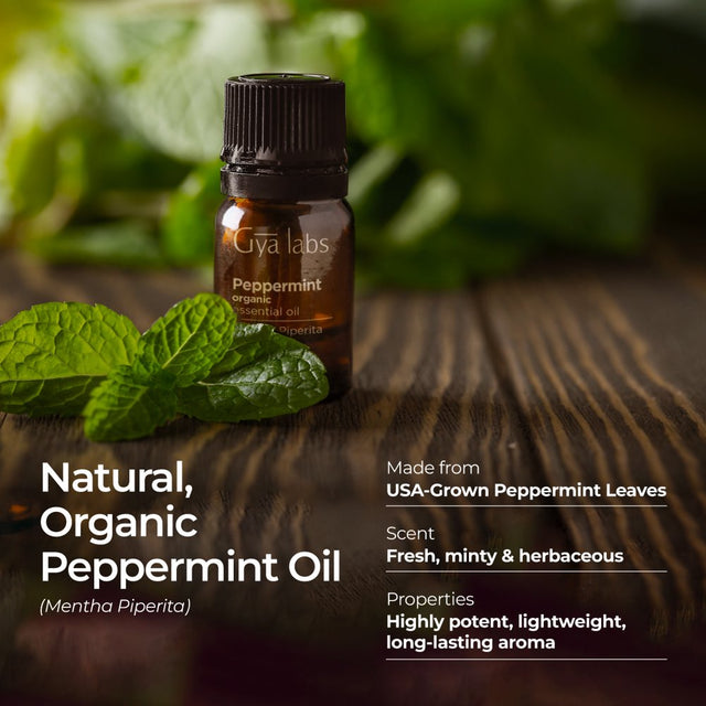 Gya Labs Organic Peppermint Oil for Hair - Mint Essential Oils - Premium Grade Natural Organic Peppermint Essential Oil for Diffuser & Skin (0.34 Fl Oz)