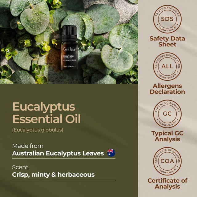 Gya Labs Australian Eucalyptus Essential Oil (0.34 Fl Oz) - Eucalyptus Oil Essential Oils for Diffuser, Skin, Humidifier, Sinus & Hair