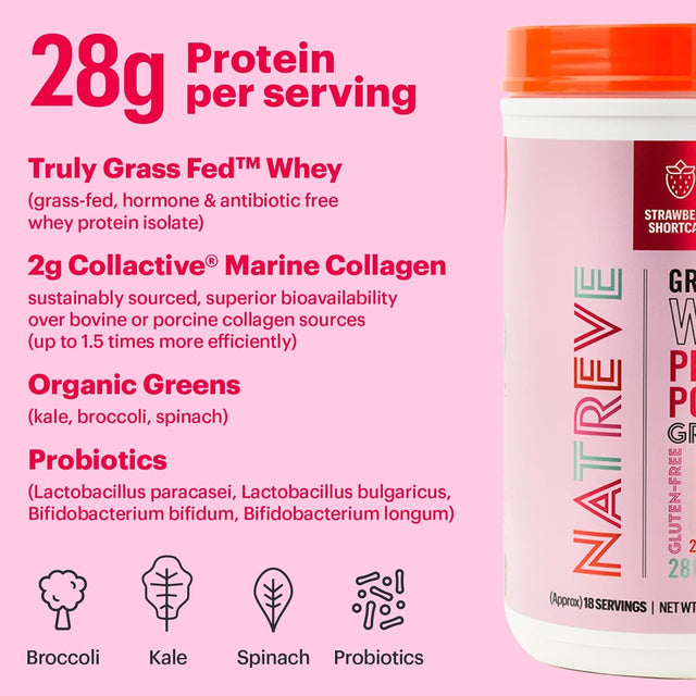 Natreve Whey Protein Powder - 28G Grass-Fed Whey Protein with Amino Acids, Probiotics & Collagen - Gluten Free Strawberry Shortcake, 18 Servings