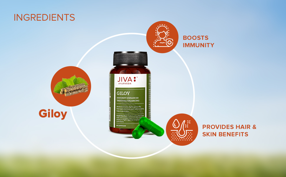 Jiva Giloy - 60 * 1 Capsule for Digestion | 100% Pure & Natural | Ageing and Immunity Boost | Herbal Supplements | Rich In Antioxidants