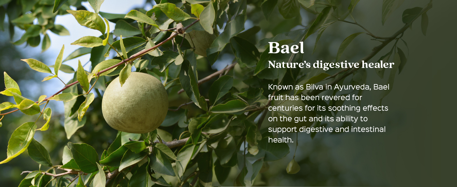 Bael Fruit Powder | Digestive Wellness Support | Wood Apple | Belgiri | 1kg
