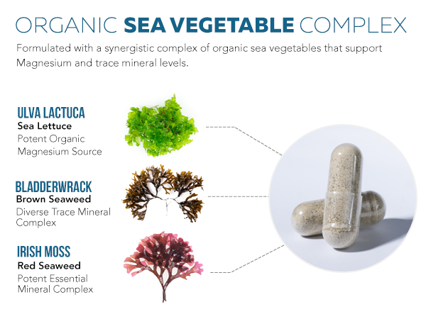 Organic Whole Food Magnesium Supplement - Plant-Based, Organic Sea Vegetable Complex - 250 mg Per Serving | Water Extracted | Gentle on Stomach | Supports Energy, Sleep, Muscle, Heart - 60 Capsules
