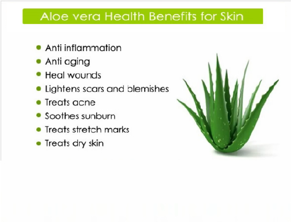 Freshly Harvested Green Organic Aloe Vera Leaf - Fresh Green Aloe Vera Leaf for Natural Wellness, Haircare, and Skincare - Extract Your Own 100% Pure and Chemical-Free Aloe Vera Gel - 1 Leaf