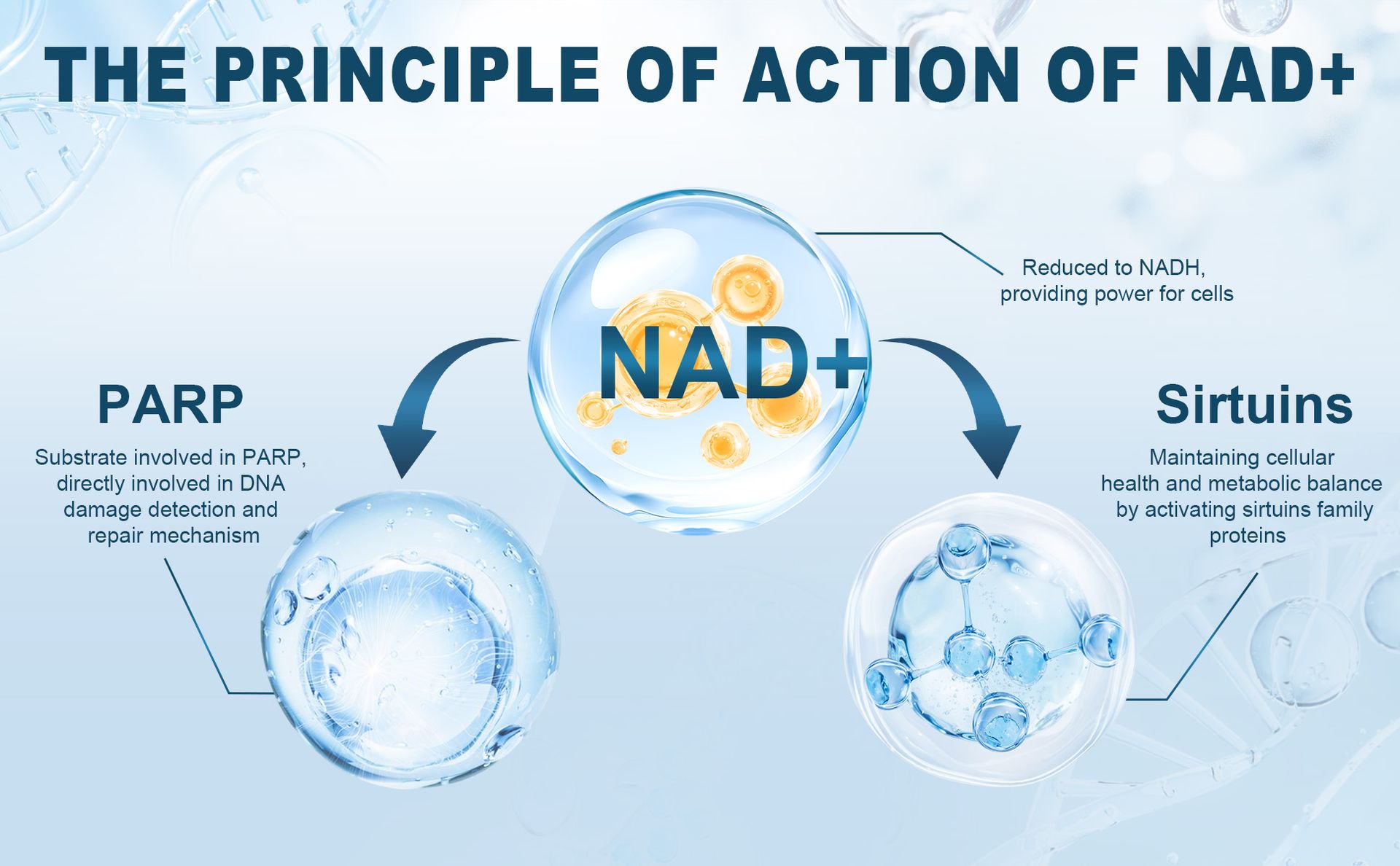 NAD+ Supplement, 8525 mg Liposomal NAD Resveratrol Supplement for Women and Men with Coptisine Quercetin Curcumin Supports Cellular Health, Energy & Healthy Anti-Aging 180 Counts