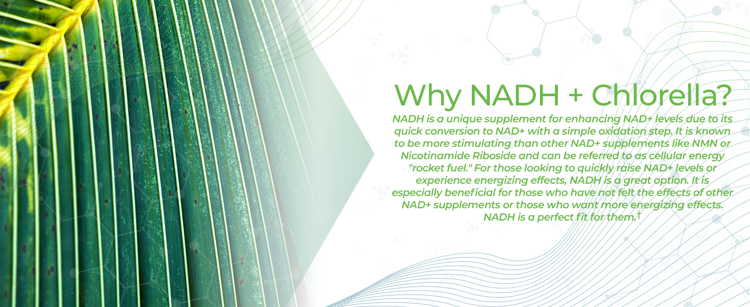 Nootropics Depot NADH + Chlorella vulgaris (Broken Cell) 400mg Capsules | Nicotinamide Adenine Dinucleotide 20mg | Chlorophyll 10mg | Energy, Alertness, Mental Clarity & Healthy Aging, 30 Count