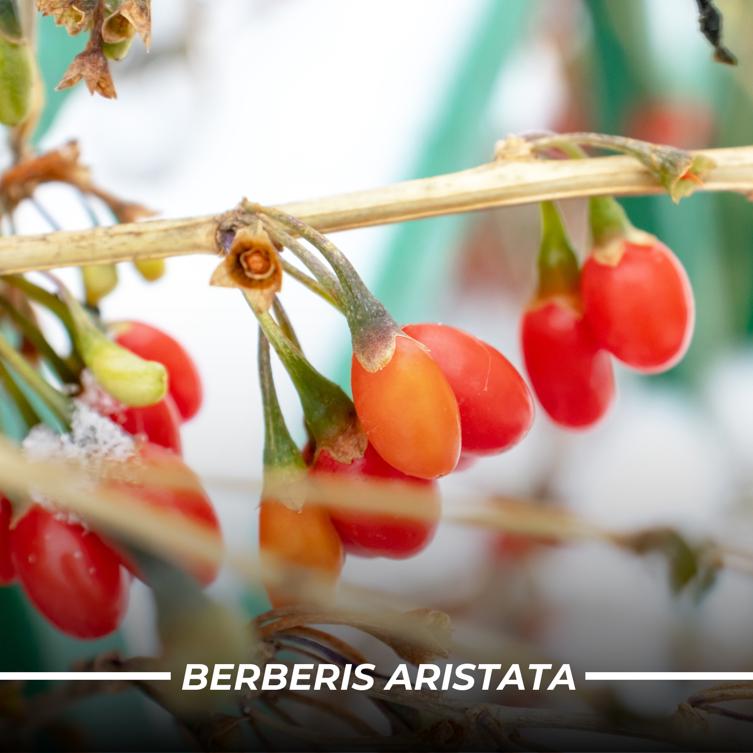 Humming Herbs Astaxanthin Plus with Coenzyme Q10 & Berberis Aristata for Great Antioxidant Support - Promotes Skin Health, Eye Protection & Joint Comfort
