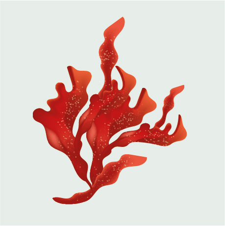 Näck Astaxanthin | Nature’s Strongest Antioxidant | Europe Sourced | Supports Immunity, Skin & Eye Health | Energy, Muscle Recovery & Performance | 6000x Vitamin C | 3000x Resveratrol | 500x Vitamin E | 30 Veg Softgels