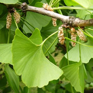 KILLI Ginkgo biloba Leaves Powder, 100g