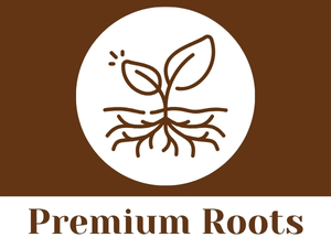 CARMEL ORGANICS Shatavari Root Powder 340 Grams