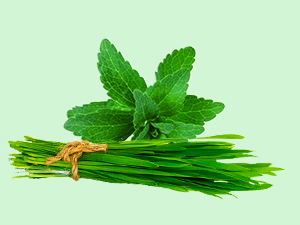 B12GreenFood Powder Plant Based Vitamin B12 Supplement 200g