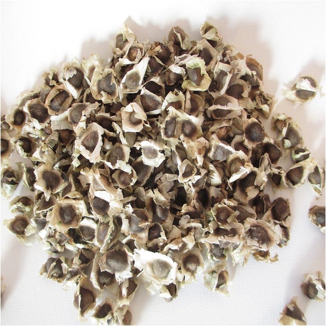 DIETS ORGANICS Murungai seeds -100 g/Natural Moringa seeds/Moringa seeds/DRUMSTICK seeds raw -100Gms pack of 1