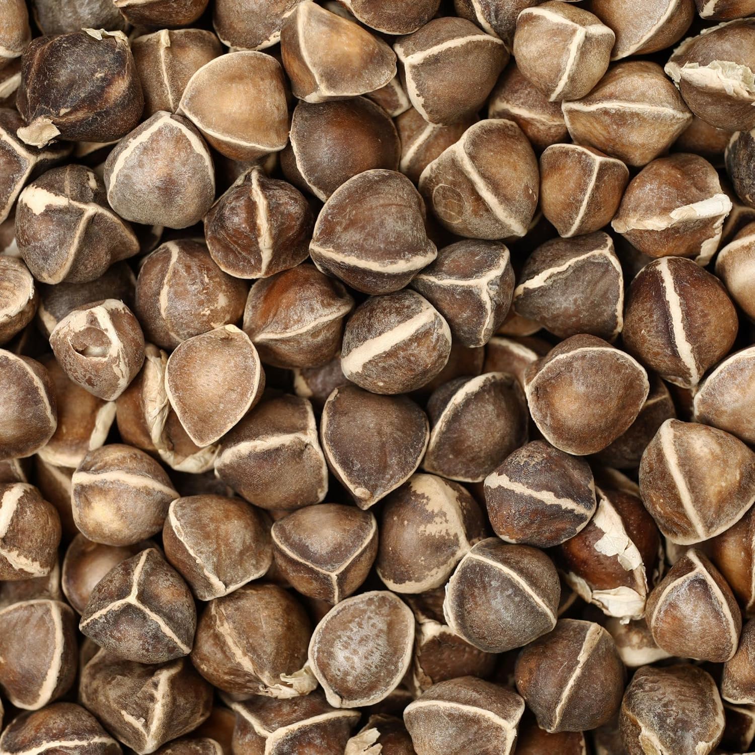 DIETS ORGANICS Murungai seeds -100 g/Natural Moringa seeds/Moringa seeds/DRUMSTICK seeds raw -100Gms pack of 1