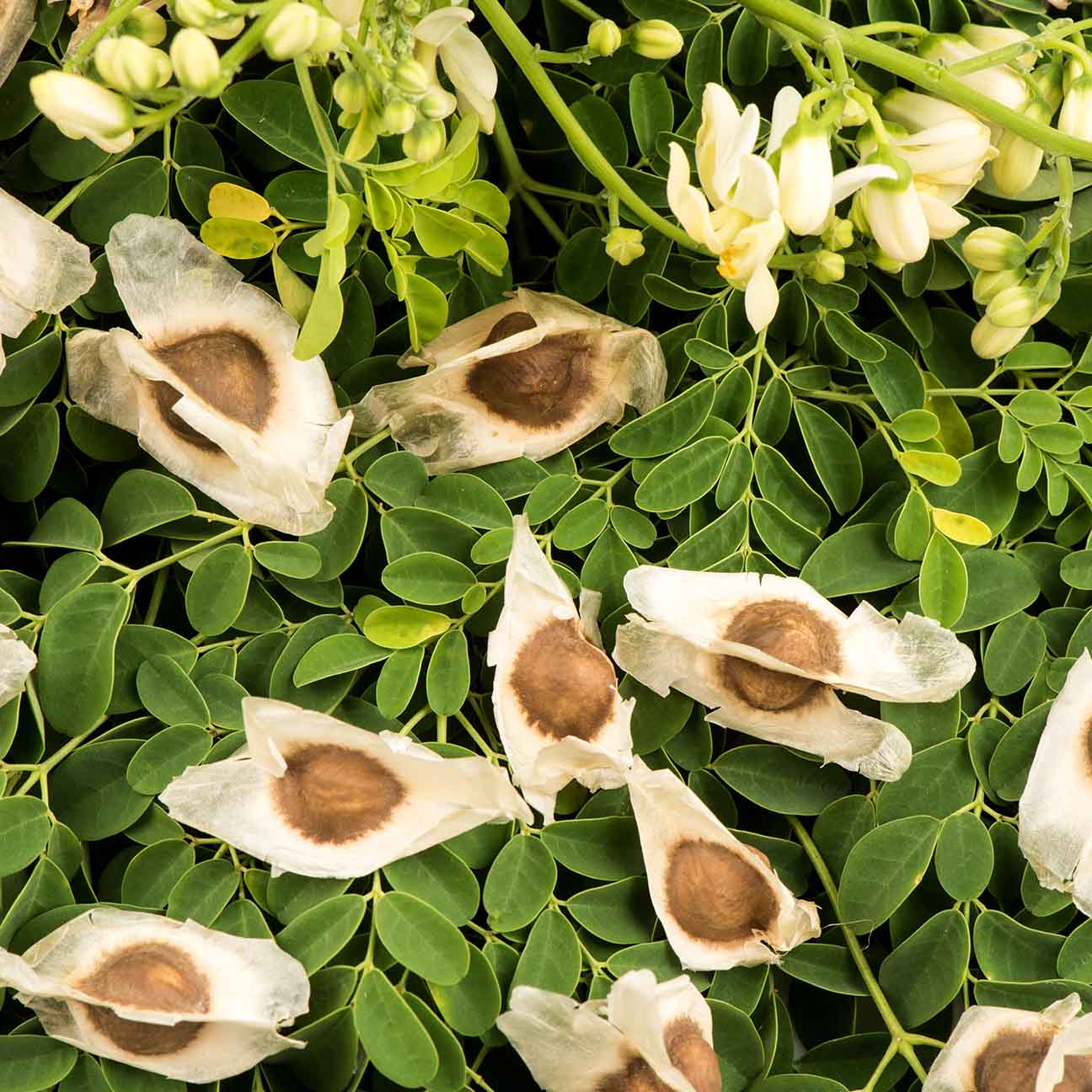 DIETS ORGANICS Murungai seeds -100 g/Natural Moringa seeds/Moringa seeds/DRUMSTICK seeds raw -100Gms pack of 1