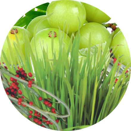 Jeevanras Wheat Grass & Giloy Stem Extract |Natural Detox & Blood Purification – 1000 ml