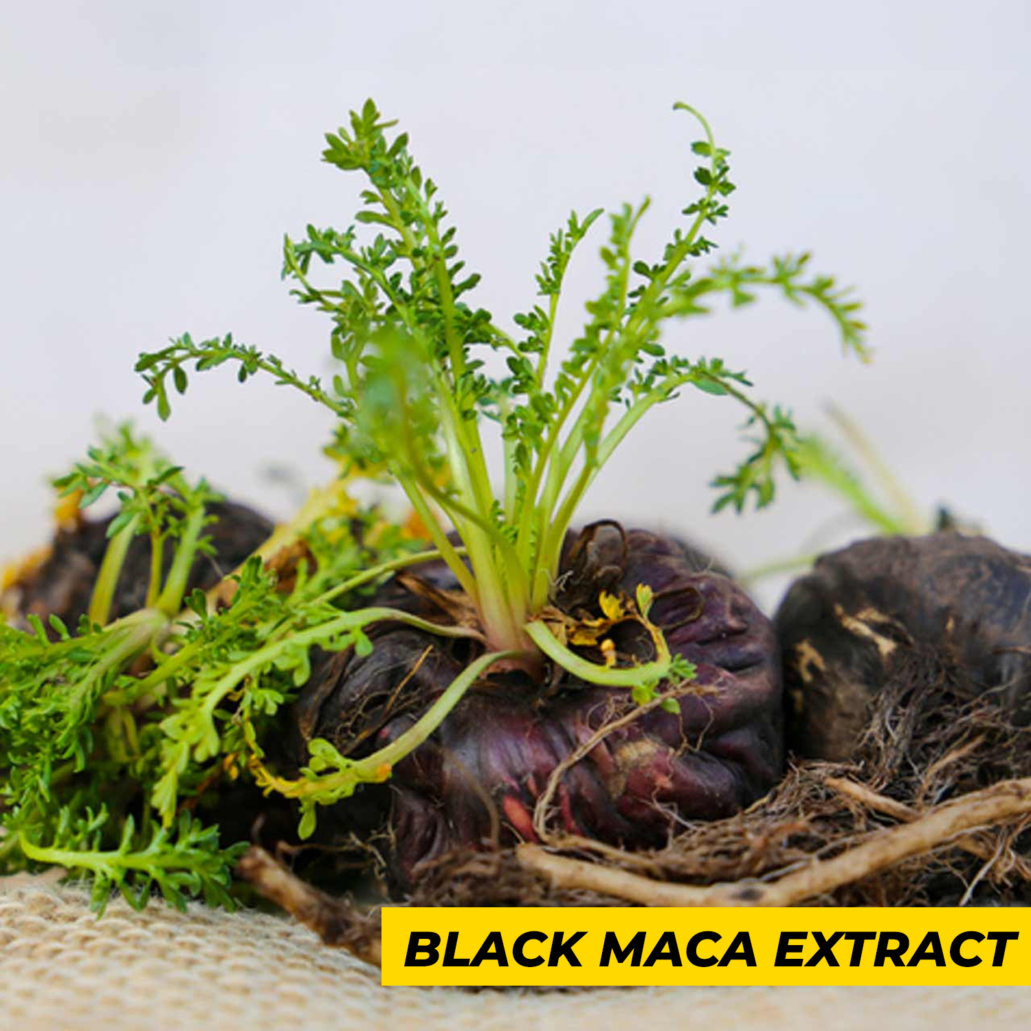 Humming Herbs Black Maca Root Extract 1300mg - Boosts Energy & Stamina, Supports Mood & Hormonal Balance - Men's & Women's Health Supplement