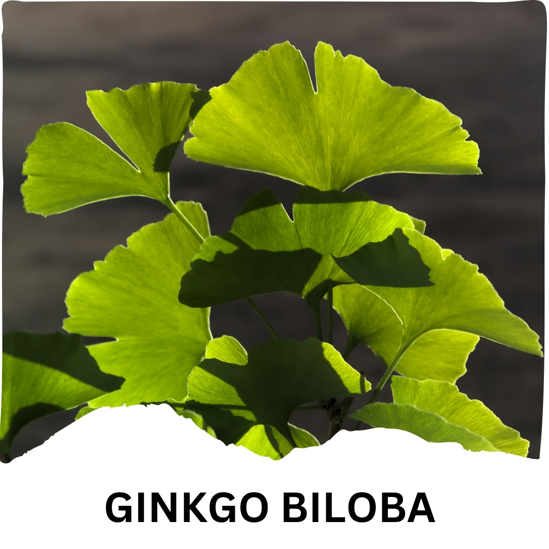 Humming Herbs Ginkgo Biloba 996.9mg with Bacopa, L-Theanine, Phosphatidylserine, Vitamin B6, Vitamin B12, Magnesium, Folic Acid & Zinc | 9-in-1 Daily Nutrition Blend | 996.9mg | 120 Veg Capsules