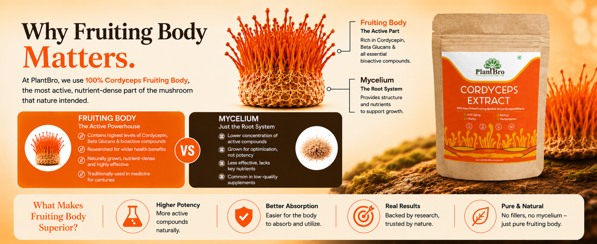 Cordyceps Mushroom Extract 25g | Natural Energy & Stamina Booster | Supports Immunity, Respiratory Health & Endurance | 100% Organic Cordyceps Militaris Powder Supplement - 25g