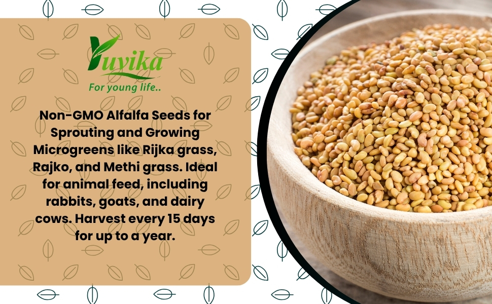 Yuvika Herbs Alfa Seeds 100g | Alfalfa | Medicago Sativa | Lucerne Grass | Herbal Seeds