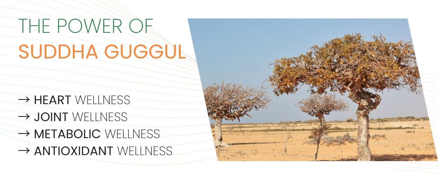 Guggul Extract 500mg (Suddha Medohar Guggulu) | Thyroid Support, Healthy Cholesterol, Weight Loss Management & Detox | Pure Resin Extract | 60 Capsules by VitaminHaat