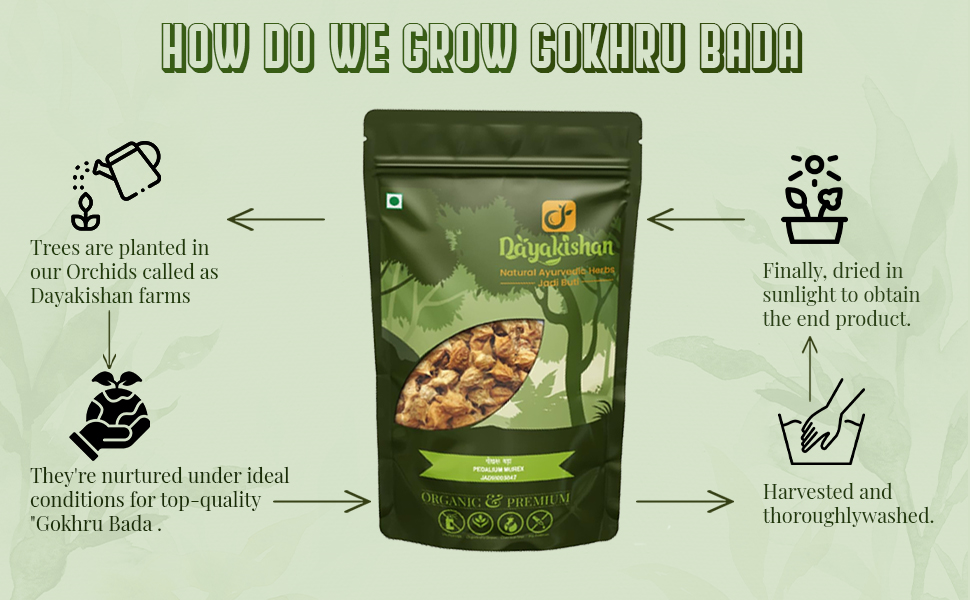 DAYAKISHAN Gokhru Bada 250g - Sabut Gokhru Whole, Gokshura Big, Gokharu Bada, Raw Pedalium Murex | Large Caltrops, Palleru Kayalu, Nerunjil, Sorted and Cleaned, Gokshura Raw Herb