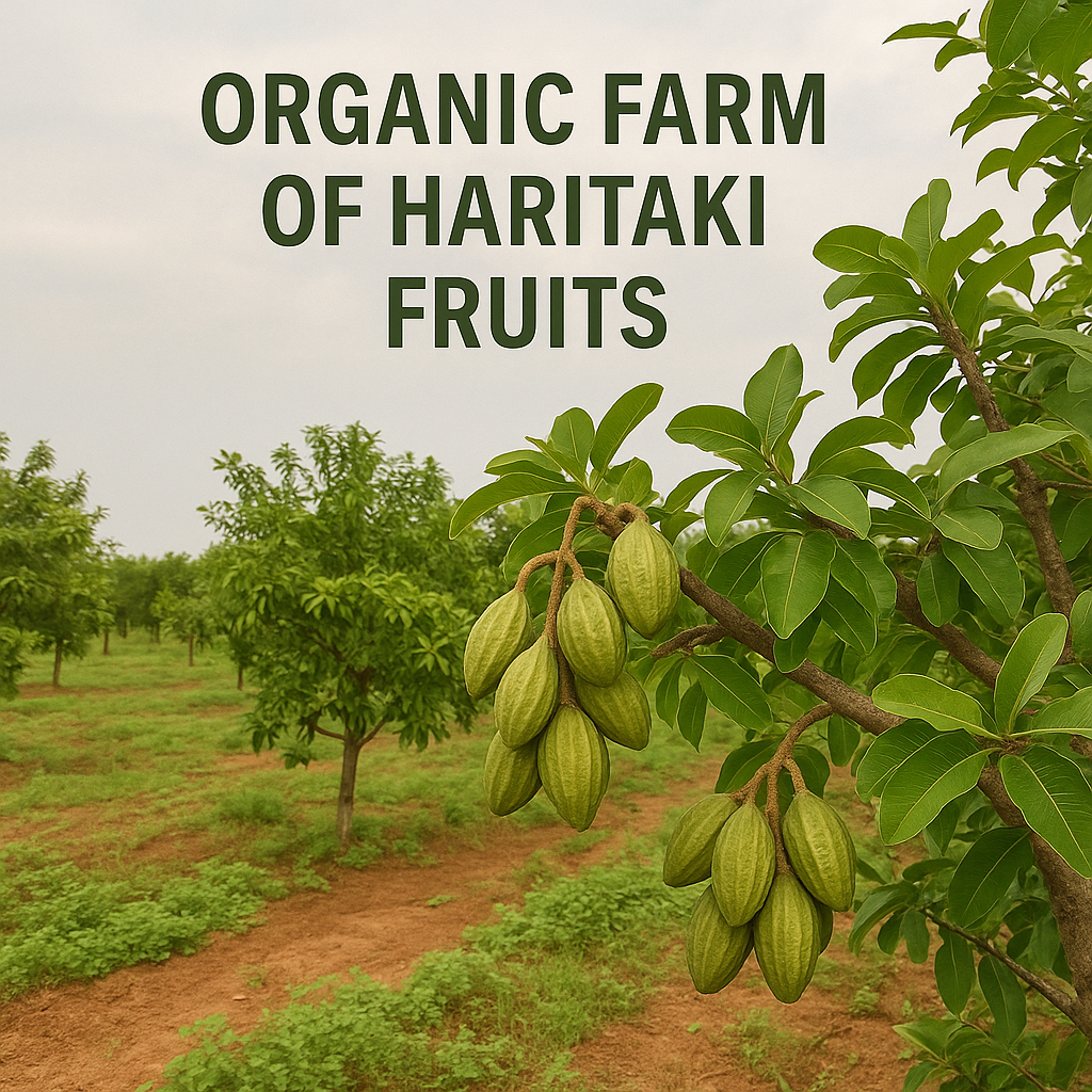 Pure Organio Organic Harad Powder | Haritaki Powder | Terminalia Chebula | Kadukkai Podi | Karakkaya Pudiyamu | 100% Natural & NPOP Indian Organic Certified | 350 Gm