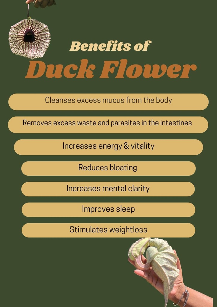 jamaican-duck-flower-flor-de-pato-wildcr-5.jpg