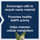 life-extension-geroprotect-autophagy-ren-4.jpg