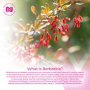 nootropics-depot-berberine-hcl-silymarin-4.jpg