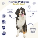probiotics-for-dogs-digestive-health-chi-5.jpg
