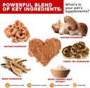 turkey-tail-mushroom-for-dogs-immune-sup-2.jpg
