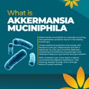 akkermansia-probiotic-supplement-promote-3.jpg