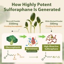 sulforaphane-supplement-from-broccoli-sp-3.jpg