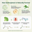 sulforaphane-from-broccoli-seed-broccoli-4.jpg